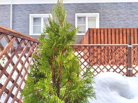 A small green tree grows beside a sturdy wooden fence in a rural setting in winter day. Small Green Tree Next to Wooden Fence in snow. Thuja, spruce, pine, evergreen