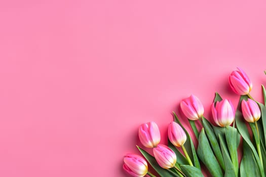 pink tulips ai generated on pink background
