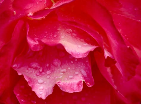 Red rose flower petals with dew drops. Macro flowers background for holiday design. Soft focus