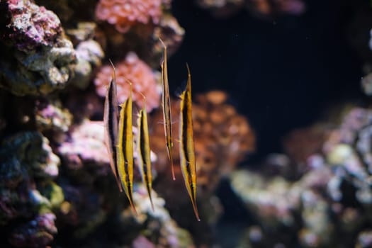 Razorfish Aeoliscus strigatus fish in sea