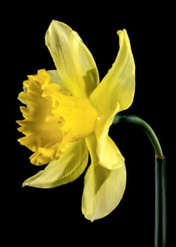 Beautiful blooming yellow narcissus flower isolated on a black background. Flower head close-up.