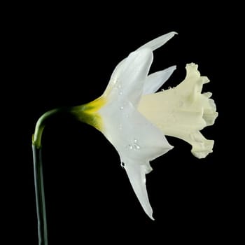 White daffodil on a black background