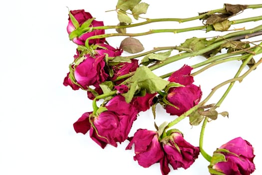 A bouquet of scarlet roses highlighted on a white background