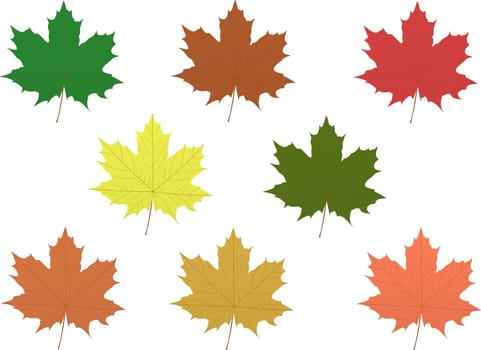 Multicolored autumn maple leaves on transparent background, fall