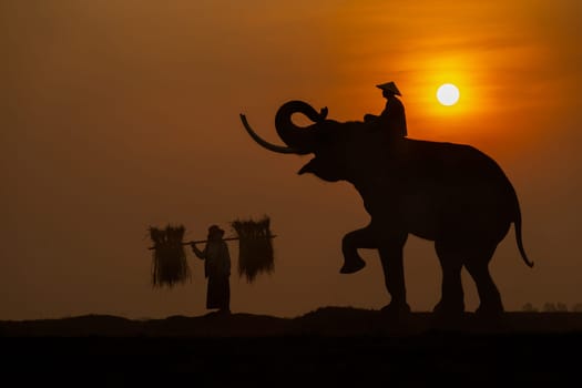 Silhouette of mahout man sit on back of big Asian elephant and walk in front by farmer woman carry straw with morning sun on background.
