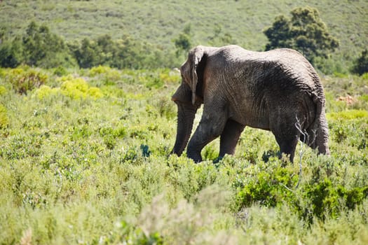 Elephant, animal and safari for travel, wildlife conservation and holiday location for tourism. Nature reserve, tourism destination and mammal in natural habitat or environment in African wild