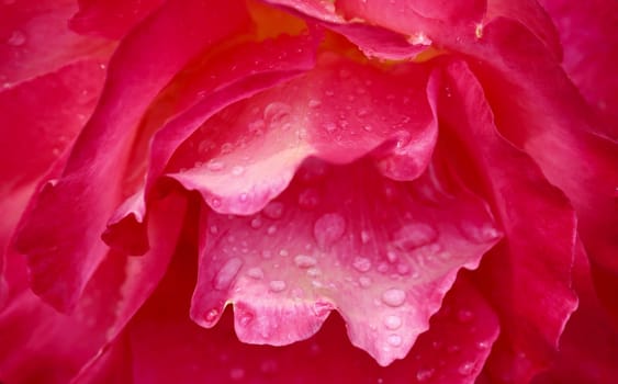 Red rose flower petals with dew drops. Macro flowers background for holiday design. Soft focus