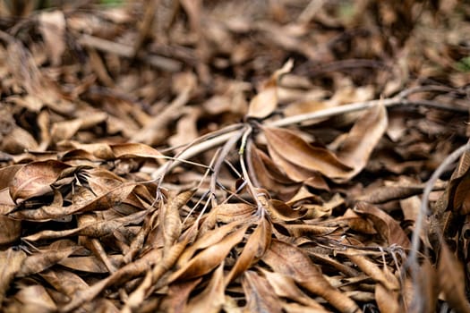 leaves And Branches Are Dry And Dead On The Ground. Close-up of dried brown leaves. 
