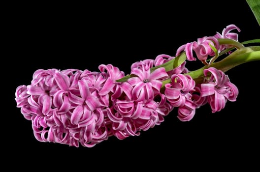 Beautiful blooming pink Hyacinth flower on a black background. Flower head close-up.