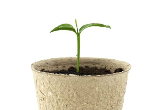 Green seedling sprouting from biodegradable pot