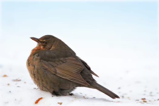 Chick, blackbird and animal in spring nature on ground with snow or ice to search for food and seeds. Bird, breed or closeup outdoor in backyard or park in countryside with young songbird or wildlife