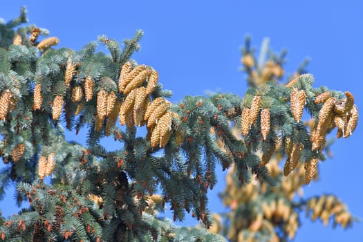 Blue spruce branch with large cones in large quantities