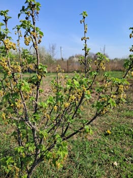 Fruit trees blossomed in the garden in spring