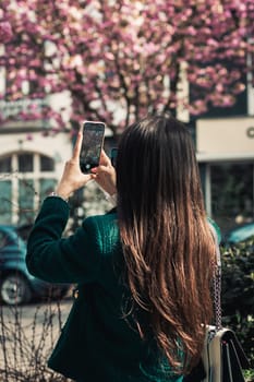 The girl shoots a video on the phone blooming sakura trees.