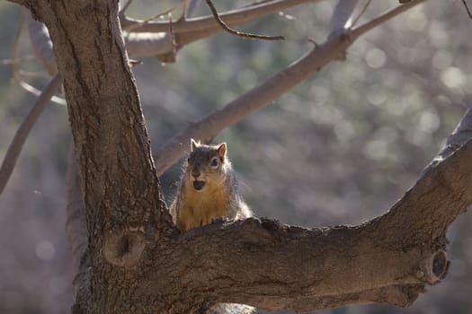 Fox Squirrel in Californian Woodland