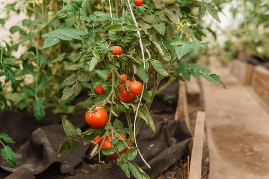 Tomatoes are hanging on a branch in the greenhouse. The concept of gardening and life in the country. A large greenhouse for growing homemade tomatoes.