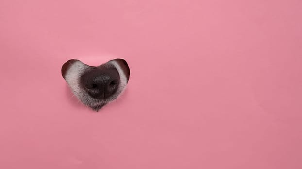 A dog's nose sticks out of a pink cardboard background. A hole in the shape of a heart.