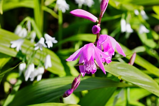 Purple flower of  urn orchid , bletilla