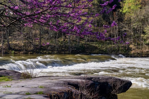 Redbud blossoms by Valley Falls on a bright spring morning