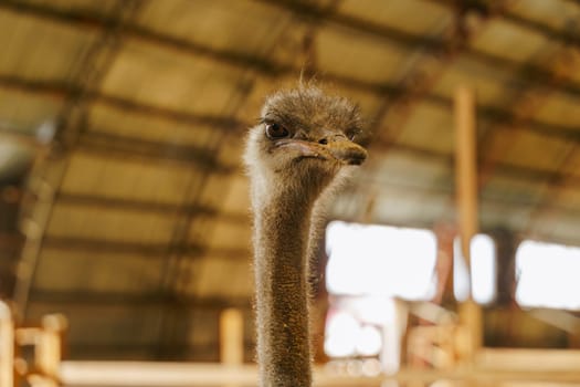 Ostrich stands tall and proud in a traditional barn setting, showcasing its impressive size and unique features.