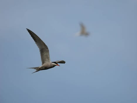 Common tern in flight against the sky.
