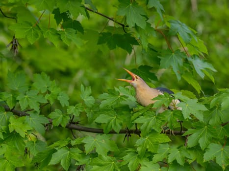Little bittern on a branch among the maple leaves.