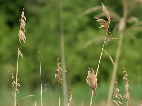 Great reed warbler on dry reeds.