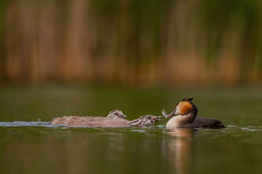 Great Crested Grebe feeding its young, with blurred greenery and sheet of water in the background.