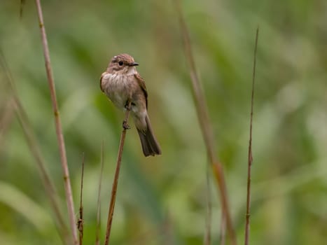 Spotted flycatcher sitting on a dry branch, smudged greenery in the background.