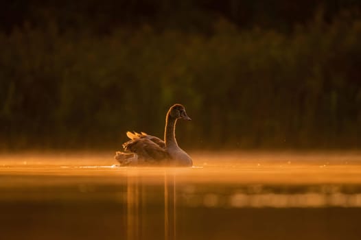 Mute swan swimming on the water at sunset, beautiful orange scenery.