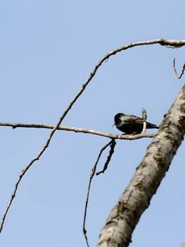 Common starling on a tree branch against the sky.