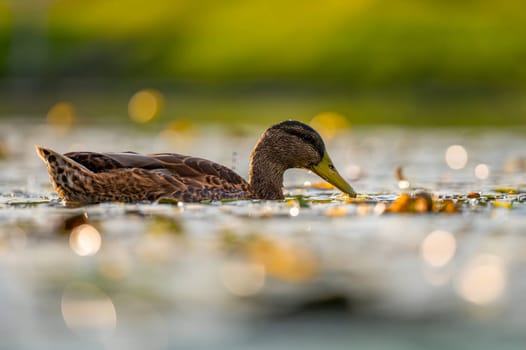 Wild duck on the water, beautifully captured water and smudged vegetation in the background.