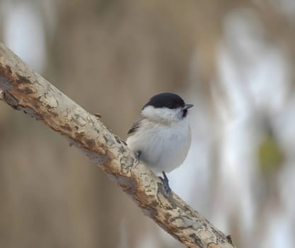 Marsh tit on a tree branch, blurred background.
