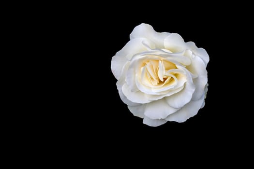 Beauty blooming white rose, isolated on black.