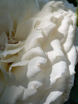 Delicate Princess Miyuki rose petals as nature background