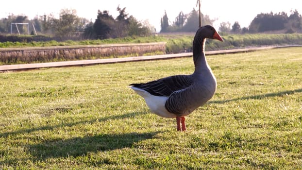  Gray goose on green grass