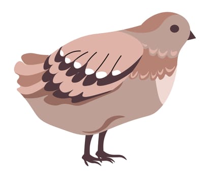 Avian animal with plumage on wings, isolated quail bird. Birdwatching and ornithology, growth of poultry on farm. Portrait of species, small birdies with beak and feathers. Vector in flat style