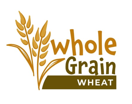 Whole grain wheat, natural food ingredients vector