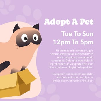 Adopt pet, cute kitty feline animal adoption care