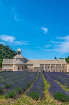 Senanque Abbey Gordes Provence Lavender fields Notre-Dame de Senanque