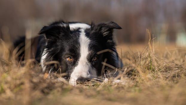 Border collie dog lies in the yellowed grass.