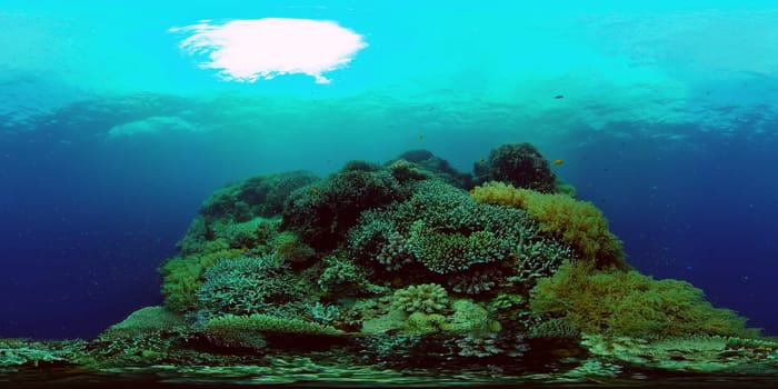 Coral reef and tropical fish. Philippines. 360-Degree view.
