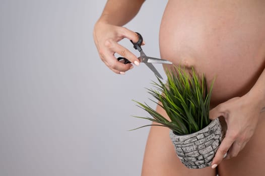 A faceless pregnant woman cuts a plant with scissors. Metaphor for epilation of the bikini area.