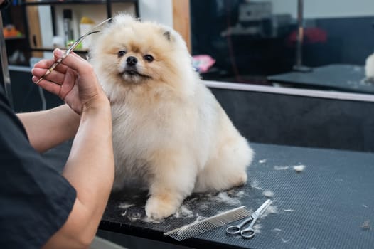 A woman makes a pomeranian haircut with scissors. Spitz dog in a grooming salon.