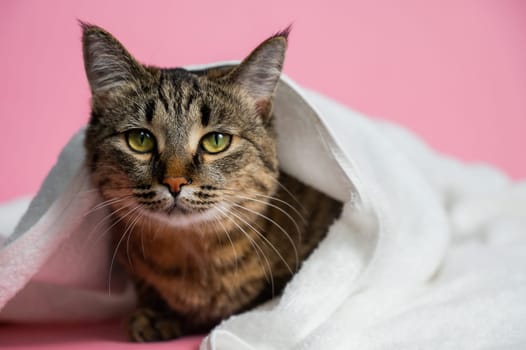Striped cat wrapped in a white towel on a pink background.