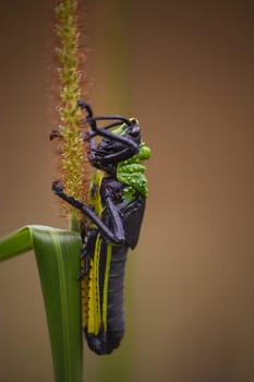 Toxic Milkweed Grasshopper (Phymateus morbillosus) nymph 13926