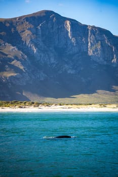 Whales watching from the cruise boat, in Hermanus, Grotto beach, South Africa