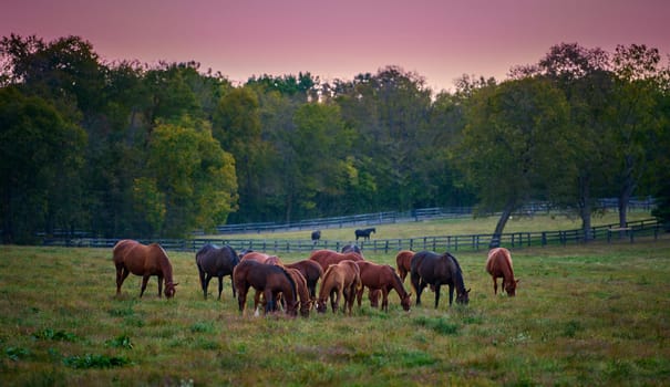 Group of horses grazing at evening in a open field.