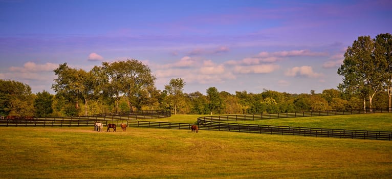 Horses grazing in a fenced in field.
