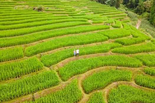 Terraced Rice Field in Chiangmai, Thailand. A couple of men and woman visit the green rice terraces